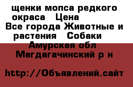 щенки мопса редкого окраса › Цена ­ 20 000 - Все города Животные и растения » Собаки   . Амурская обл.,Магдагачинский р-н